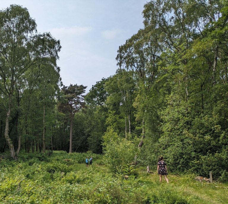 a woman and two mall children on a path trough a glade surrounded by tree line 